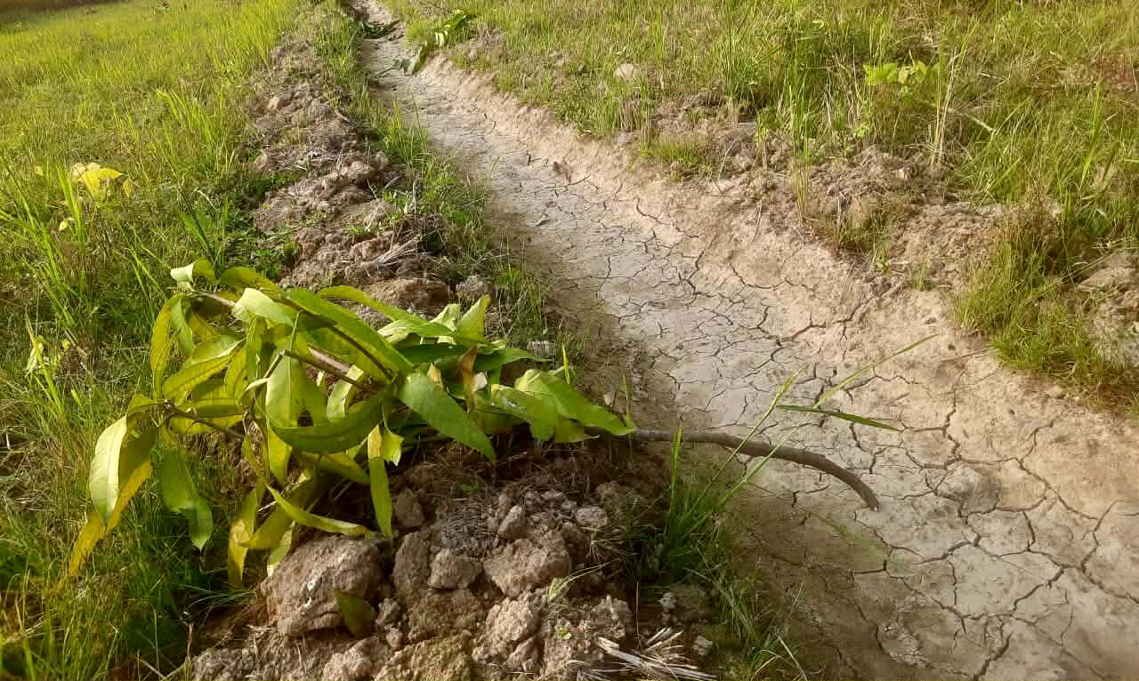 পত্নীতলায় শত্রুতার জেরে আমগাছ কাটার অভিযোগ