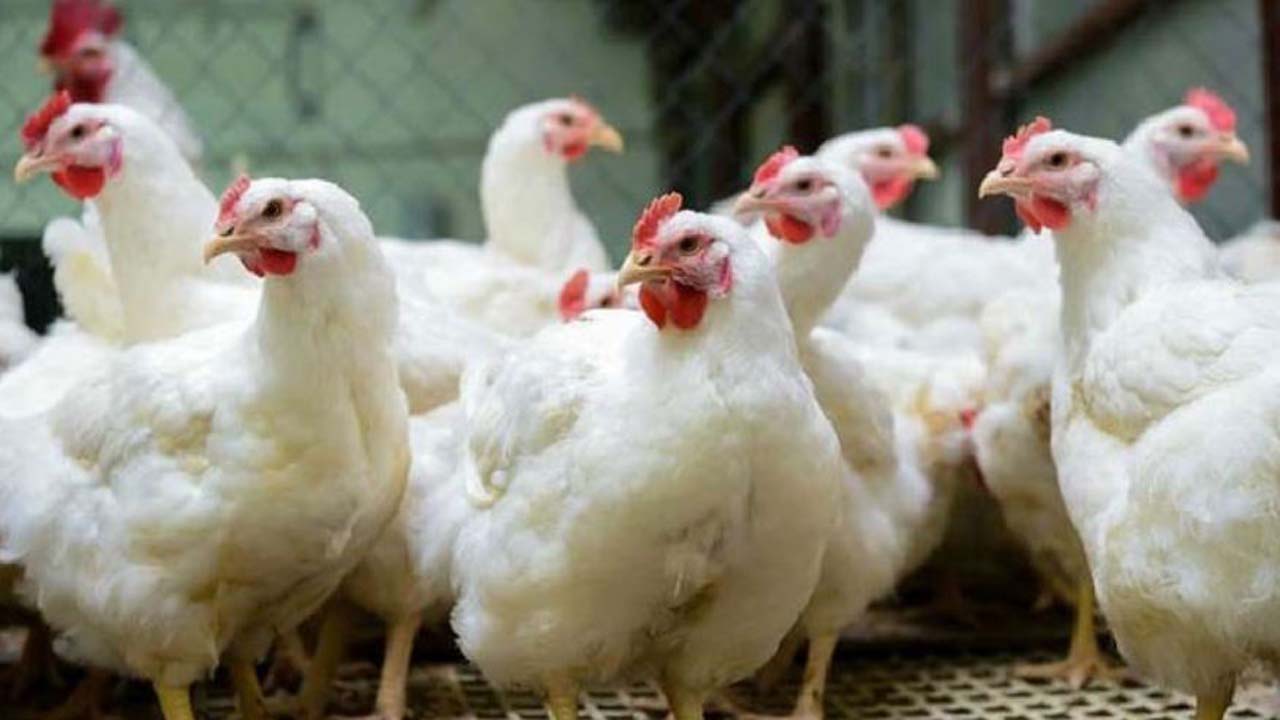 মুরগি চড়া, গরু-খাসির মাংস আগের দামে